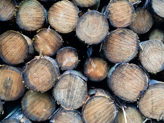 Close up of pile of logs