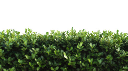 Obraz premium Lush Green Hedge: A verdant, vibrant hedge of delicate green leaves, showcasing the beauty and texture of nature. The perfect addition to your design projects, adding a touch of natural elegance. 