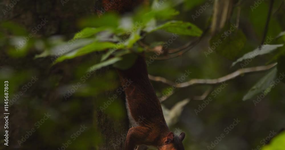 Poster tilt down shot revealing a red squirrel from tail to head holding on to the tree trunk