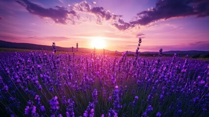 A field of lavender in full bloom under a dramatic sunset sky, wide-angle shot, Dramatic style