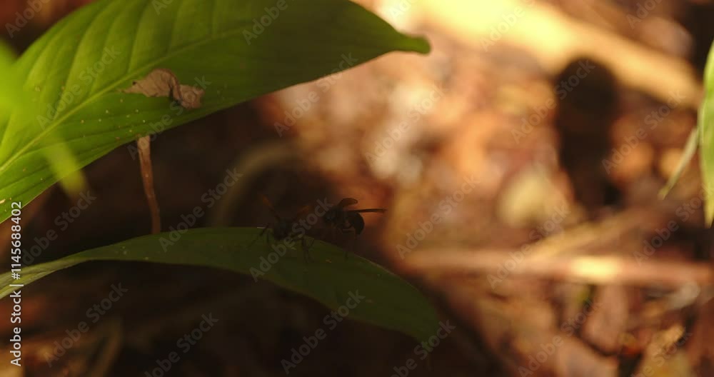 Poster wasps on a leaf displaying to each other and sizing up each other