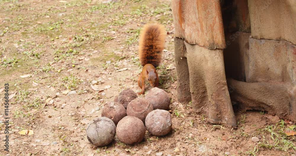 Poster red squirrel playful on ground searching looking at big nuts on the floor and moving about