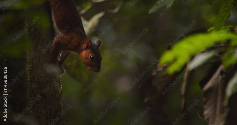 Poster tilt up shot of red squirrel on the tree looking down holding on to the tree trunk