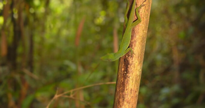 Circular reveal shot of Alert fantastic green anolis lizard on the branch with ants moving