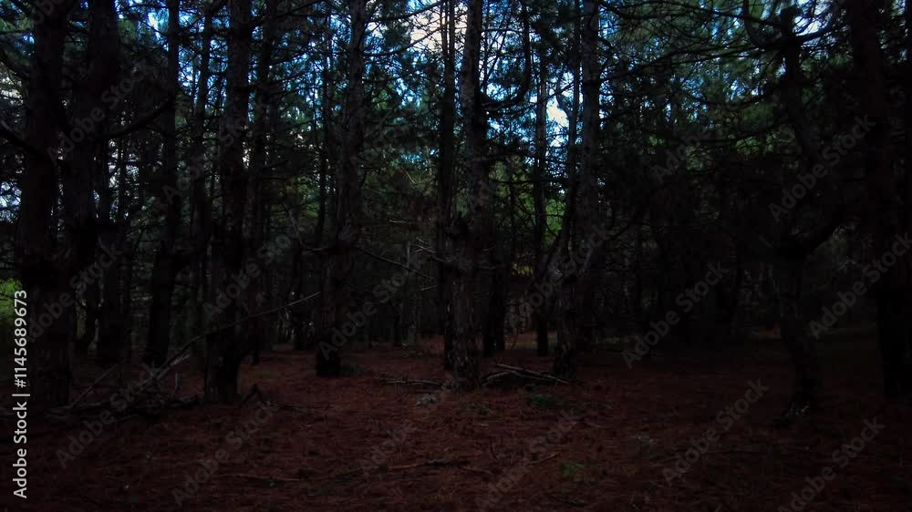 Aufkleber a tranquil exploration unfolds in a dark, dense forest where towering trees create deep shadows and 