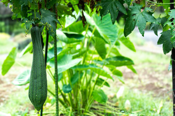 家庭農園にぶら下がるヘチマ
