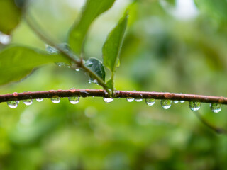 雨の日に新緑の桜の枝に垂れる水滴