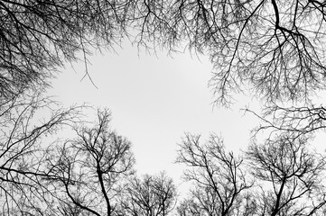 Tree black branch isolated on white. Black and white trees silhouettes on sky background. Bare...