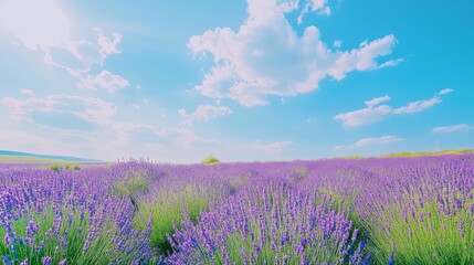 Naklejka premium A field of lavender under a bright blue sky, wide-angle shot, Minimalist style