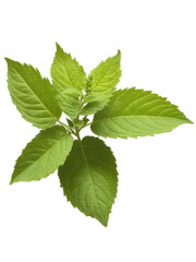 Tulsi (Ocimum sanctum) Also known as Holy Basil, Tulsi is a revered plant in India, known for its medicinal