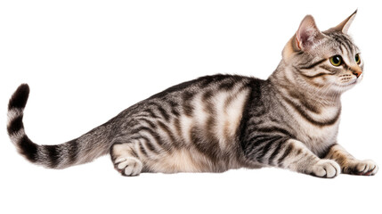 Fototapeta premium Elegant Tabby Cat Portrait: A captivating portrait of a sleek tabby cat with striking green eyes. This image captures the feline's grace and beauty.