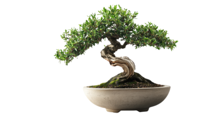 Ancient Bonsai Tree:  A striking Bonsai tree, meticulously pruned and shaped, exudes tranquility and resilience. The intricate branches and gnarled trunk tell a story of patience and artistry.  