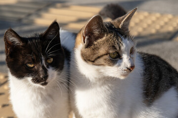 寄り添う二匹の猫
