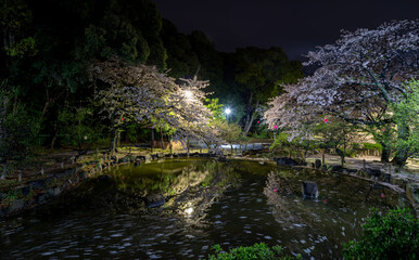Fototapeta premium 池に映り込む夜の桜