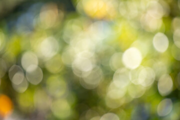 Green bokeh background, blurry green leaves out of focus.