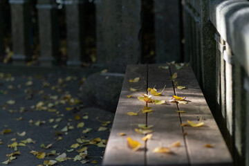 イチョウの葉とベンチ
