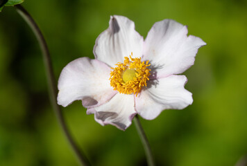 Delicate pink and white flower blooming in a garden during bright daylight, showcasing vibrant yellow center and lush greenery