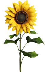 Fototapeta premium Sunflower PNG isolated, Common sunflower Plant illustration 