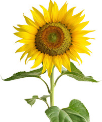 Obraz premium Helianthus annuus PNG isolated, Common sunflower Plant illustration 