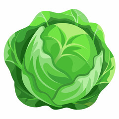 cabbage isolated on white background