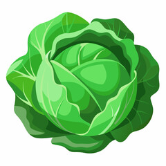 cabbage isolated on white background
