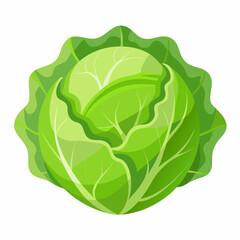 cabbage isolated on white