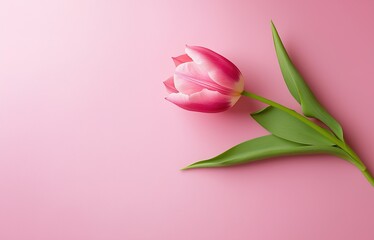 Fototapeta premium Bouquet of pink delicate tulips on pink background, concept for Mother's Day or Women Day. Top view, space for text.