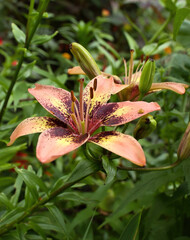Tiger Lily flower grwoing in Monet's garden on a summer day in Giverny, France.