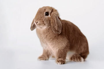 funny red rabbit with its ears down isolated on white background. Mocha mousse coloured image