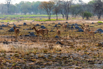antelope at Chaminuka Game reserve in Zambia, Africa