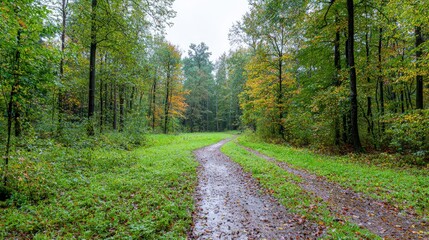 Fototapeta premium Rainy autumn day in a forest with a path.
