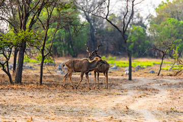 gazelle at Chaminuka Game reserve in Zambia, Africa