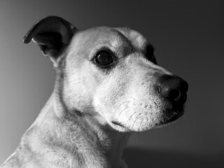 Black and white portrait of a dog
