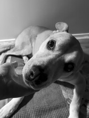a dog playing with a person hand
