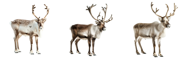 Three reindeer are shown, each displaying distinct features and antlers, highlighting their natural beauty and characteristics.