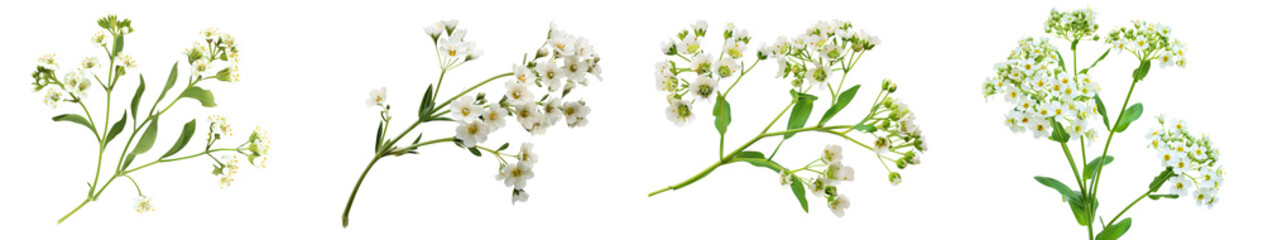 A collection of delicate white sweet alyssum flowers with slender stems, showcasing various arrangements and characteristics.