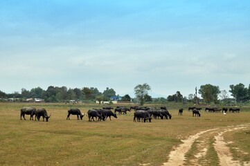 herd of buffalo in the field