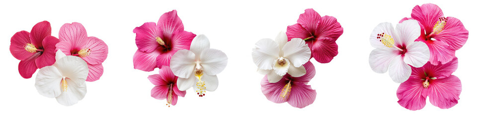 Obraz na płótnie Canvas Beautiful pink and white orchids paired with vibrant hibiscus flowers