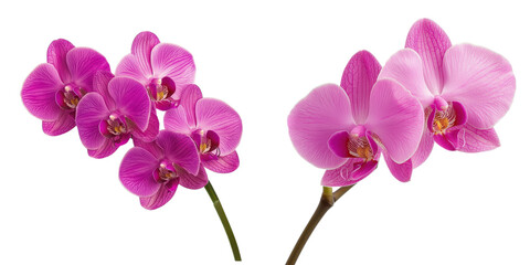 Obraz premium Vibrant pink orchids with glossy petals, showcasing natural beauty and elegance