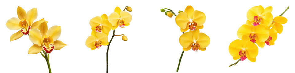 Bright yellow orchids with delicate red markings showcase elegance and beauty