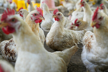 Group of white chickens inside a poultry farm, captured in natural light. Ideal for visuals related to farming, rural life, livestock management, and food production industries.