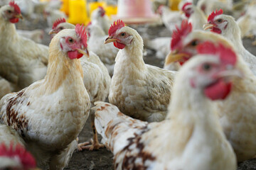 Group of white chickens inside a poultry farm, captured in natural light. Ideal for visuals related to farming, rural life, livestock management, and food production industries.