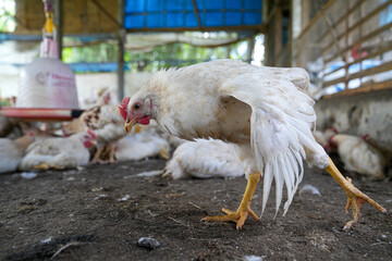 Group of white chickens inside a poultry farm, captured in natural light. Ideal for visuals related to farming, rural life, livestock management, and food production industries.