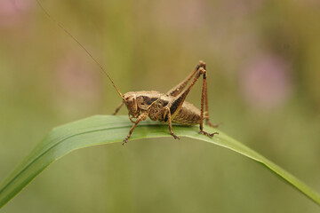 Closeup on a Dark-bush cricket, Pholidoptera griseoaptera sitting on a green leaf in the garden
