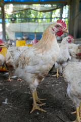 Group of white chickens inside a poultry farm, captured in natural light. Ideal for visuals related to farming, rural life, livestock management, and food production industries.