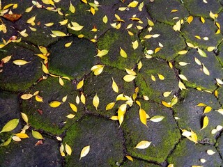Moss began to grow on the conblock because the environment was wet from rainwater, and yellow...