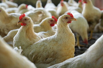 Group of white chickens inside a poultry farm, captured in natural light. Ideal for visuals related to farming, rural life, livestock management, and food production industries.