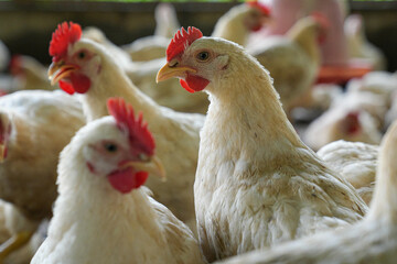 Group of white chickens inside a poultry farm, captured in natural light. Ideal for visuals related to farming, rural life, livestock management, and food production industries.