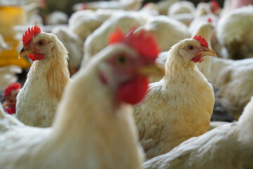 Group of white chickens inside a poultry farm, captured in natural light. Ideal for visuals related to farming, rural life, livestock management, and food production industries.