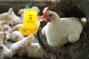 Group of white chickens inside a poultry farm, captured in natural light. Ideal for visuals related to farming, rural life, livestock management, and food production industries.
